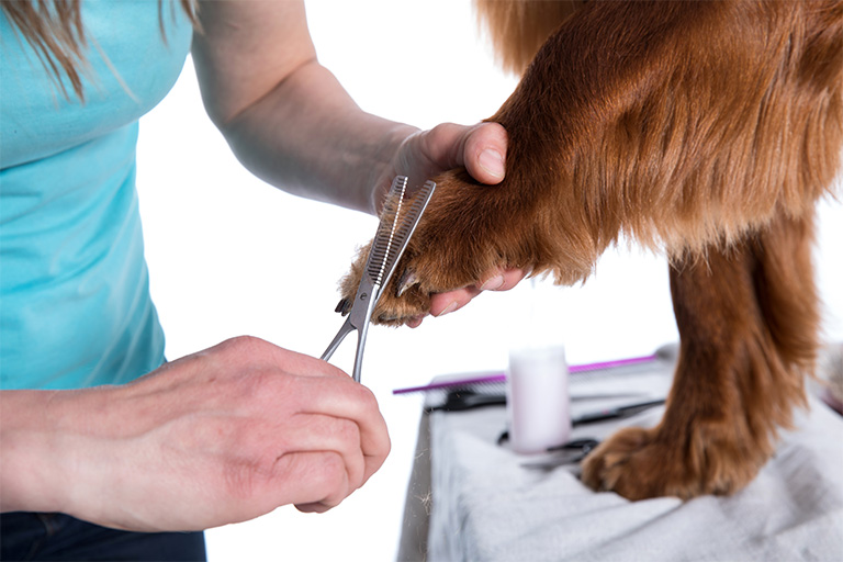 Old Town Dogs Spa tablet