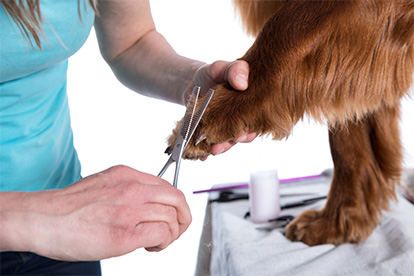 Old Town Dogs Spa mobile